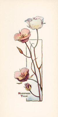 Elisabeth M. Hallowell - Mariposa Tulip, ca. 1905