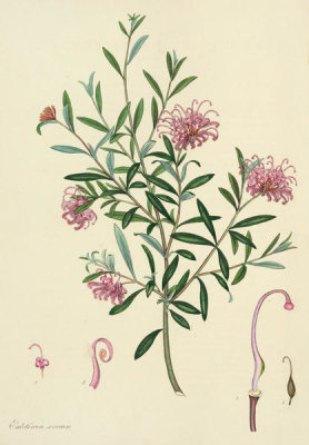 Henry Charles Andrews - Embothrium sericeum, 1799-1814