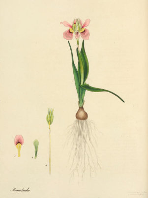 Henry Charles Andrews - Moraea tricolor, 1799-1814