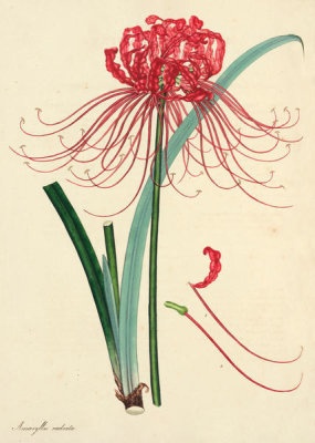 Henry Charles Andrews - Amaryllis radiata, 1799-1814