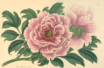 Henry Charles Andrews - Paeonia suffruticosa; var. flore purpureo, 1799-1814