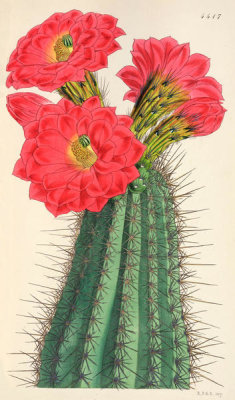 Walter Hood Fitch - Cereus leeanus, 1849