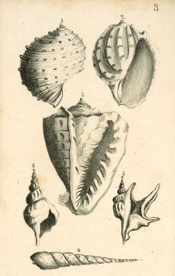 Elizabeth Mayo - Shells: Buccinum and Strombus, 1838