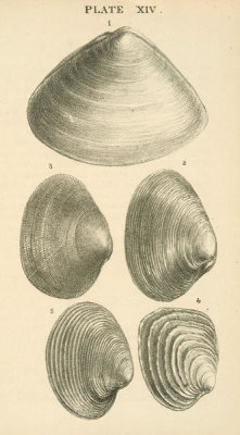 Josiah Keep - California clam shells: Triangle-shell, Nuttall's Rock-clam, Carpet-shell, and others, 1881