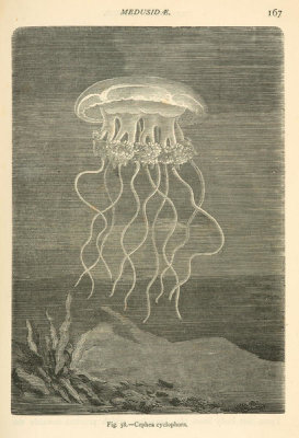Louis Figuier - Cephea cyclophora - jellyfish, 1869
