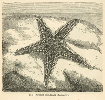 Louis Figuier - Asterias aurantiaca - starfish, 1869