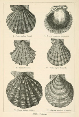 Louis Figuier - Pecten - scallop shells, 1869