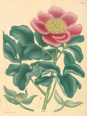 Henry Charles Andrews - Paeonia daurica, 1799-1814