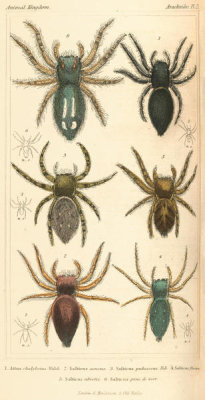 Pierre André Latreille - Arachnides, Plate 19, 1816