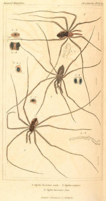 Pierre André Latreille - Arachnides, Plate 24, 1816