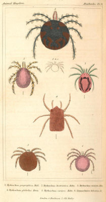 Pierre André Latreille - Arachnides, Plate 29, 1816