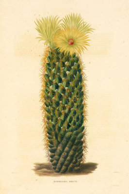 Charles Antoine Lemaire - Mammillaria erecta, ca. 1841-50