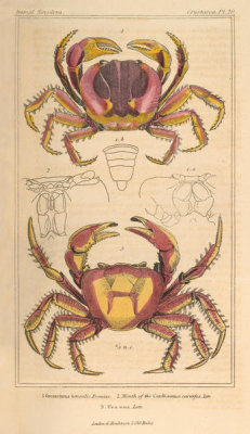 Pierre André Latreille - Crustacea, Plate 20, 1816