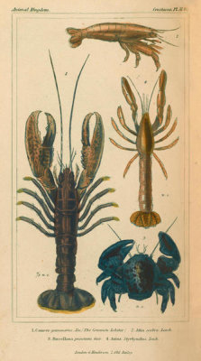Pierre André Latreille - Crustacea, Plate 31, 1816