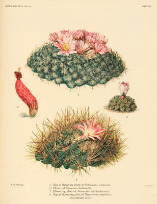 Nathaniel Lord Britton - Pediocactus simpsonii and Neoporteria subgibbosa, with Denmoza and Ariocarpus flowers, 1919