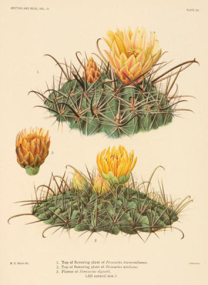 Nathaniel Lord Britton - Ferocactus townsendianus and F. wislizeni, with flower of F. diguetii, 1919