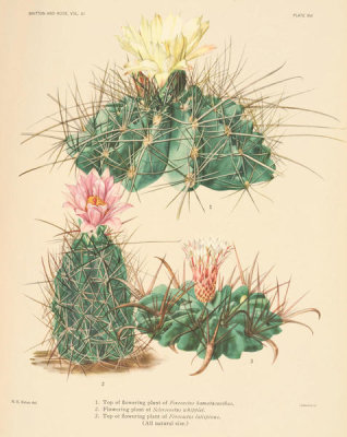 Nathaniel Lord Britton - Ferocactus hamatacanthus, F. latispinus, and Sclerocactus whipplei, 1919