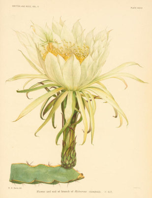 Nathaniel Lord Britton - Hylocereus ocamponis, 1919