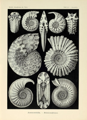 Ernst Haeckel - Ammonites, 1904