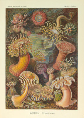 Ernst Haeckel - Heliactis, 1904