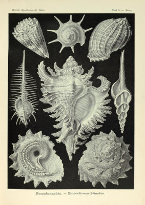 Ernst Haeckel - Murex, 1904
