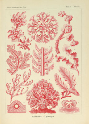 Ernst Haeckel - Delessaria, 1904