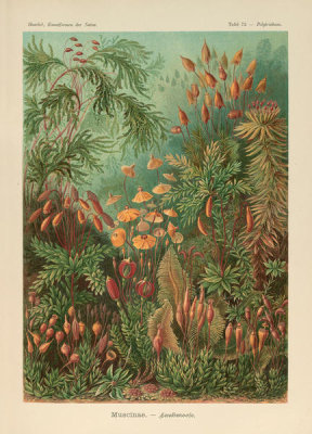 Ernst Haeckel - Polytrichum, 1904