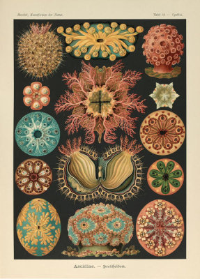 Ernst Haeckel - Cynthia, 1904