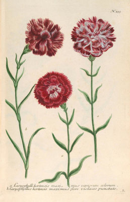 Johann Wilhelm Weinmann (author) - Caryophyllus hortensis maximus (Phytanthoza Iconographia, plate 335), 1737-1745