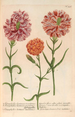 Johann Wilhelm Weinmann (author) - Caryophyllus hortensis maximus (Phytanthoza Iconographia, plate 336), 1737-1745