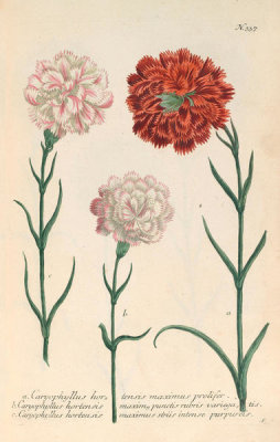 Johann Wilhelm Weinmann (author) - Caryophyllus hortensis maximus (Phytanthoza Iconographia, plate 337), 1737-1745