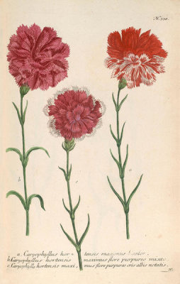 Johann Wilhelm Weinmann (author) - Caryophyllus hortensis maximus (Phytanthoza Iconographia, plate 338), 1737-1745