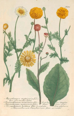 Johann Wilhelm Weinmann (author) - Chrysanthemum (Phytanthoza Iconographia, plate 379), 1737-1745