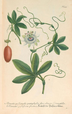 Johann Wilhelm Weinmann (author) - Clematis passionalis, C. passiflorae fructus (Phytanthoza Iconographia, plate 395), 1737-1745