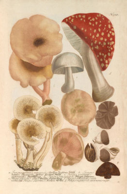 Johann Wilhelm Weinmann (author) - Fungus (Phytanthoza Iconographia, plate 522), 1737-1745
