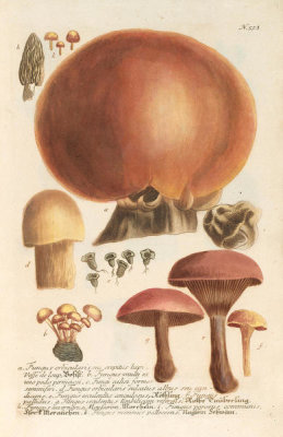 Johann Wilhelm Weinmann (author) - Fungus (Phytanthoza Iconographia, plate 523), 1737-1745