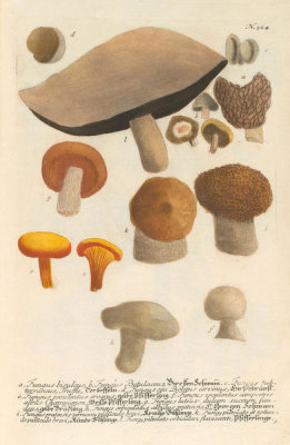 Johann Wilhelm Weinmann (author) - Fungus (Phytanthoza Iconographia, plate 524), 1737-1745