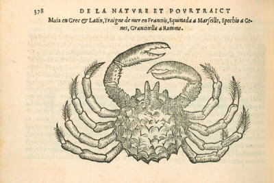 Pierre Belon (author) - Yraigne de mer (Spider Crab), 1553