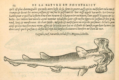 Pierre Belon (author) - L'Arbalestre (Hammerhead Shark), 1553