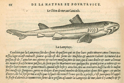 Pierre Belon (author) - Le Chien de mer (Dogfish Shark), 1553