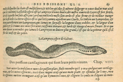 Pierre Belon (author) - La Lamproye (Sea Lamprey), 1553
