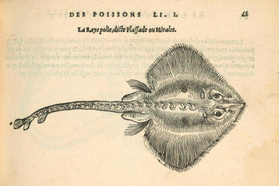 Pierre Belon (author) - La Raye polie (Brown Ray), 1553