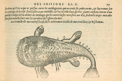 Pierre Belon (author) - La Pescheuse (Anglerfish), 1553