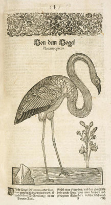 Conrad Gessner - Flamingo Phoenicoptero, from Historiae animalium, 1551