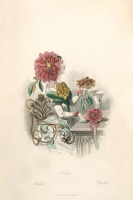 J.J. Grandville - The Flowers Personified: Dahlia