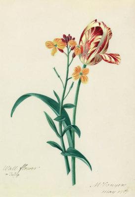Matilda Conyers - Wallflower and Tulip, 1767