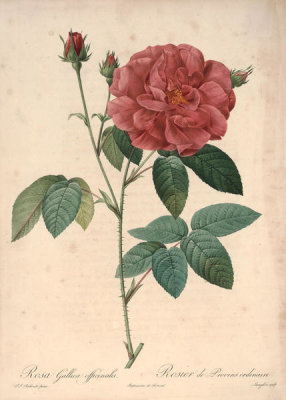 Pierre Joseph Redouté - Old Rose (Rosa Gallica Officinalis), 1817-1824