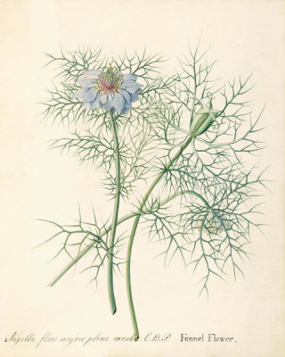 Mary Parker, Countess of Macclesfield - Fennel Flower | Wild Fennel (Nigella arvensis), ca. 1760