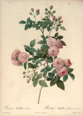 Pierre Joseph Redouté - Rosa Multiflora Carnea, 1817-1824