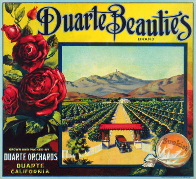Western Litho. Co., Los Angeles - Duarte Beauties Brand crate label, ca. 1920–1930